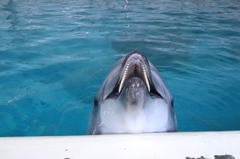 バンドウイルカの「みかん」も元気な姿で登場(画像:青森県営 浅虫水族館(@AsamushiAqua)より)