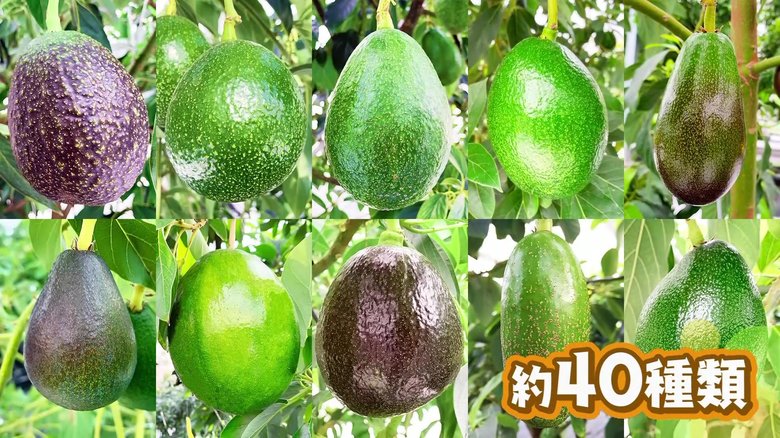 雪国アボカド なんと40種類も