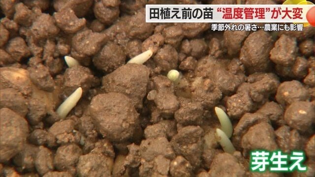 この小さな発芽から約13センチまでハウス内で育てる