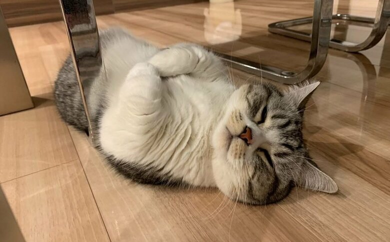 机の下でもヘソ天寝