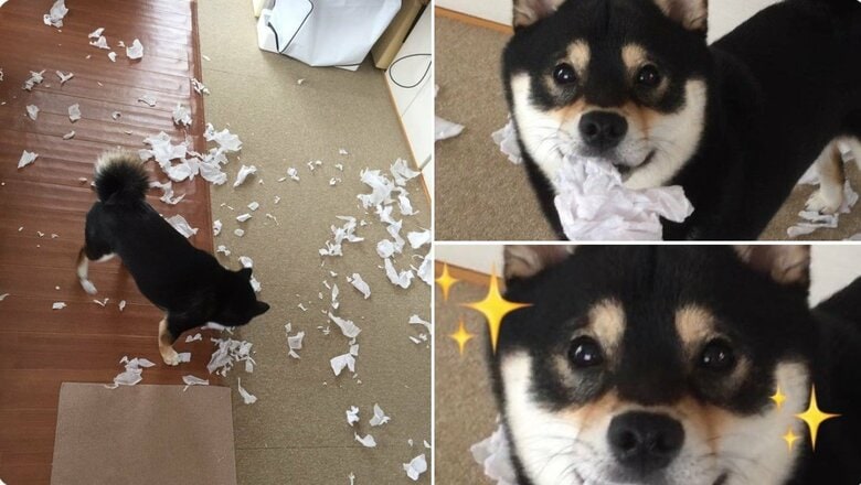 いたずらに目を輝かせるおはぎくん