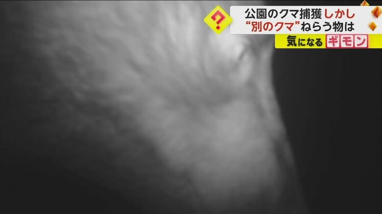 監視カメラに映るクマの顔（紫波町提供映像）
