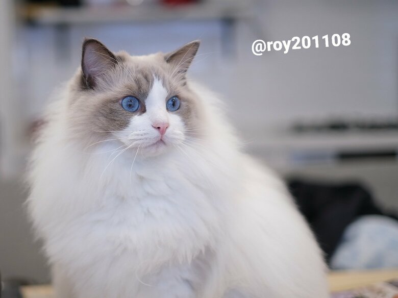 提供：ロイくん@roy201108さん