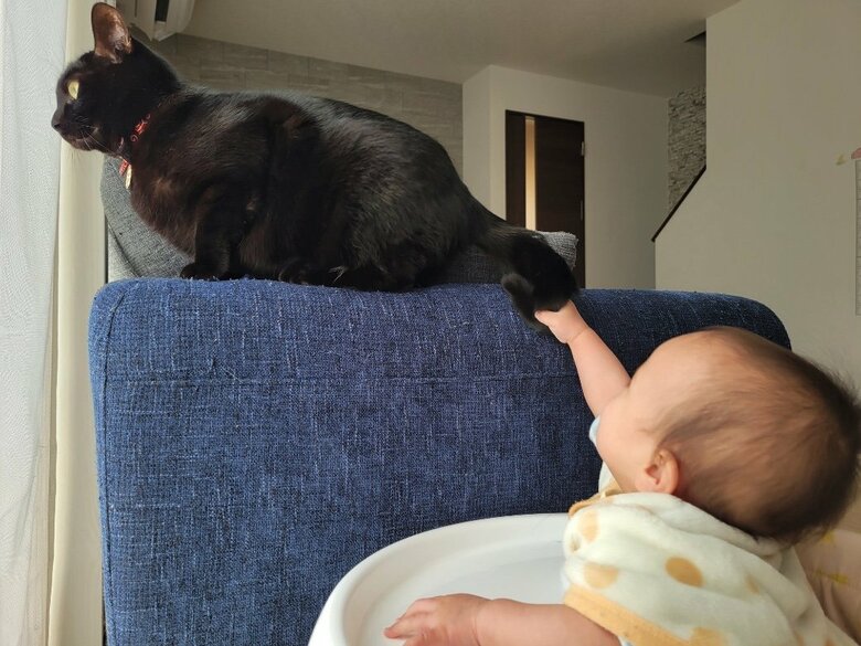 ぎゅっとつかんでいるように見えて、優しくつかんでいた（提供：仔猫を拾ったので）