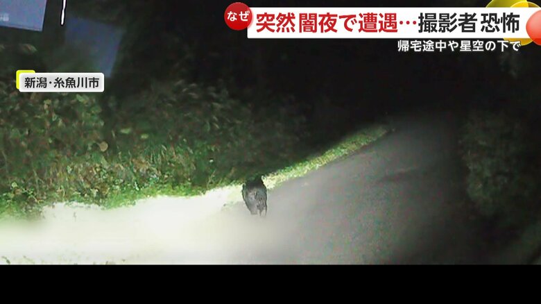 その後、草むらへと消えていったというクマ