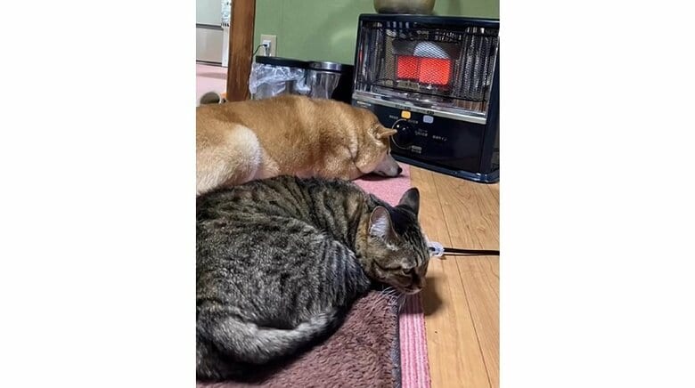 完全に寝る体勢に…