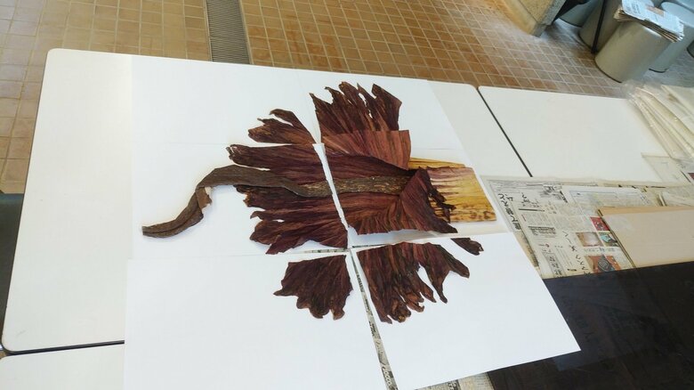 ショクダイオオコンニャクの分割した標本（提供：京都府立植物園）