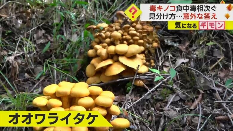 山の中に生えているオオワライタケ。神経に働きかける毒をもっている