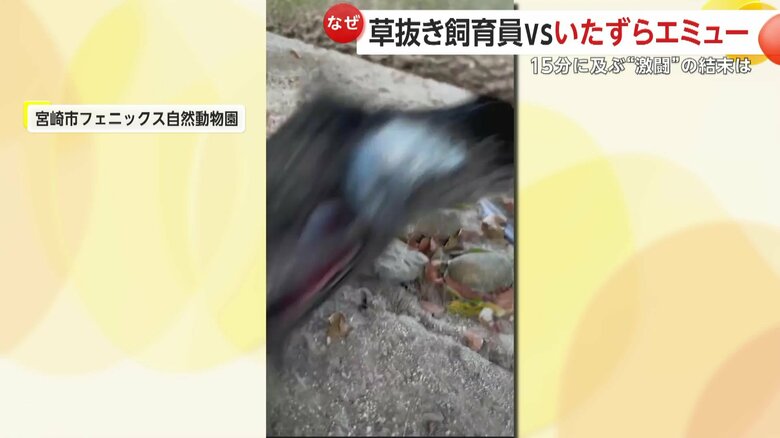 除草作業をしていた飼育員の手をつつくエミューの「エミー」