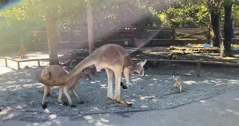 急ぎ近寄るオスカンガルー