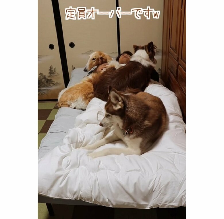 ベルくんも乗ってきた！