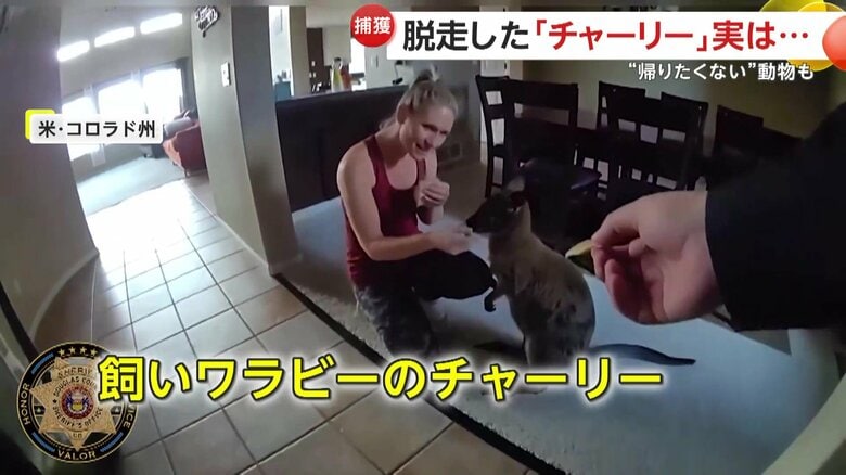 餌を食べる飼いワラビーのチャーリー（Douglas County Sheriff's Office）