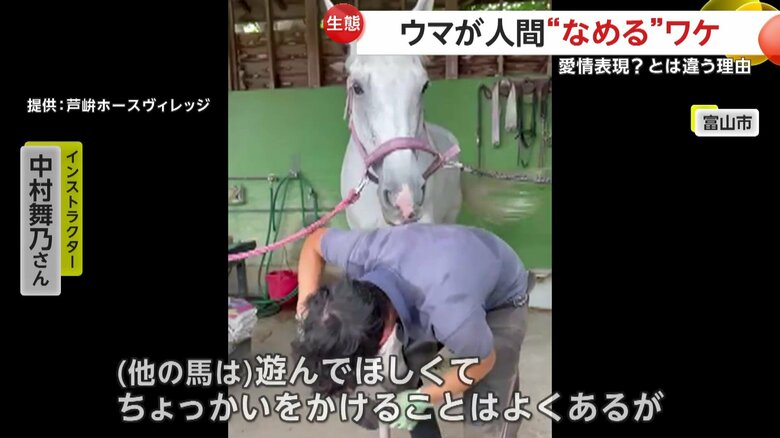 「あんなに一生懸命なめていることは珍しい」というインストラクター