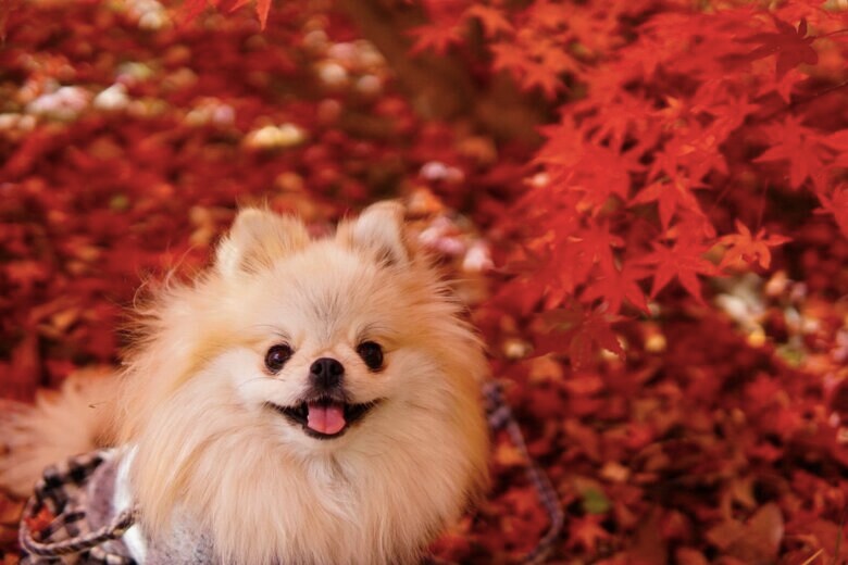 クララちゃん（提供：愉快な3姉妹ポメラニアンさん）