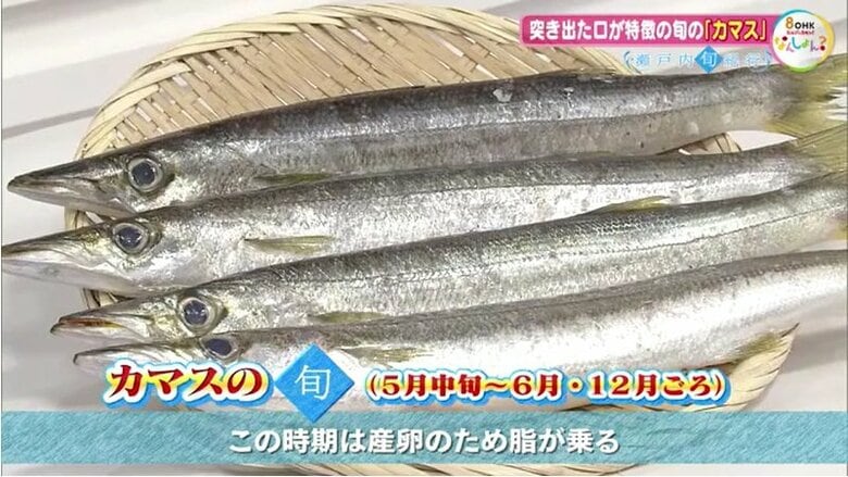 カマスの「旬」
