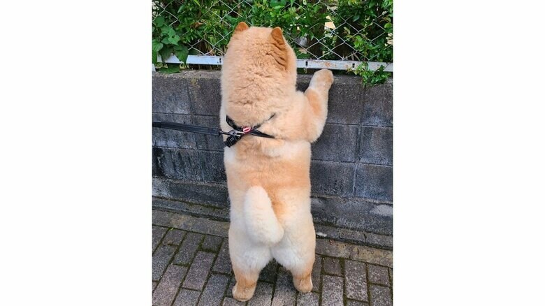 大好きな猫がいるかどうか確認中