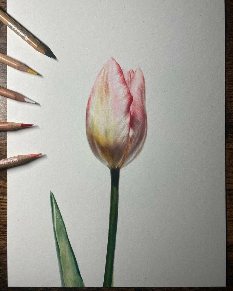 「チューリップ」を色鉛筆で描いてみた