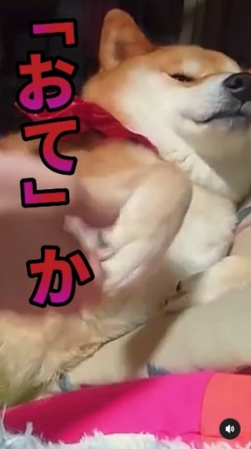 提供：柴犬スティーブch【コーギーと猫を添えて】さん