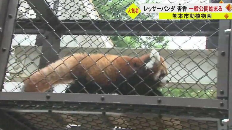 お母さんのあとに続いて登場した杏香