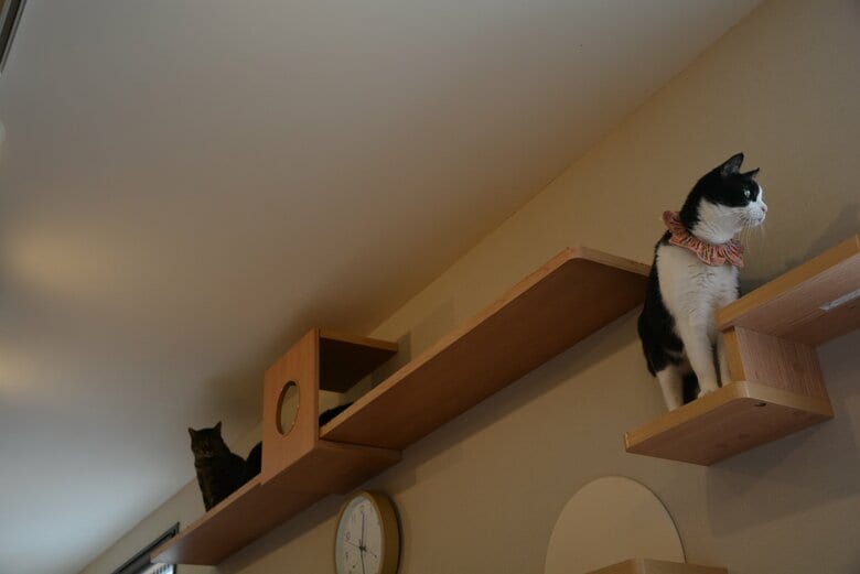 「保護猫カフェねこかつ川越店」にて。シャーシャー猫たちは高いところからそっと店内の様子を見ていることが多いとか