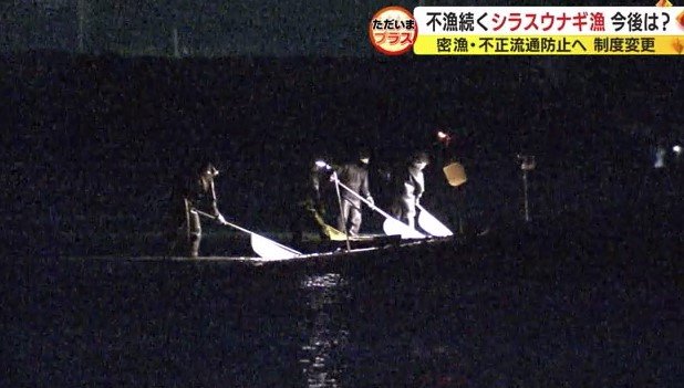 シラスウナギ漁