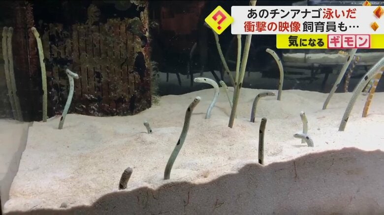 砂の中に潜るチンアナゴ（京都水族館）