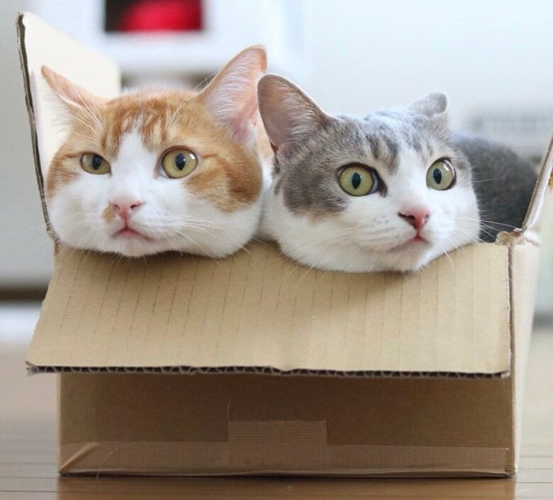 段ボール箱の中