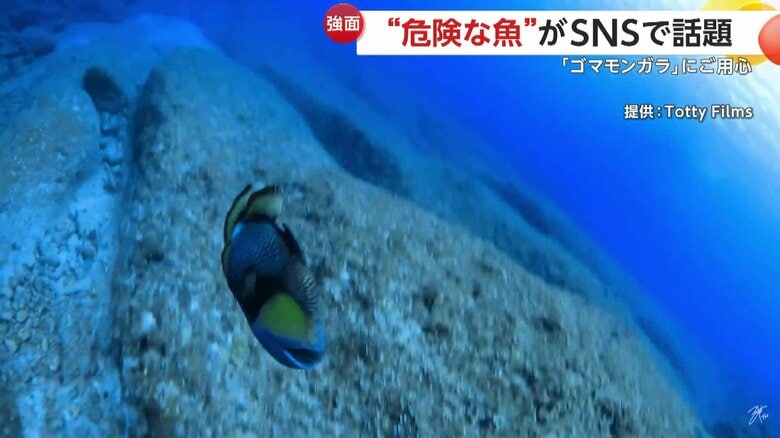 ダイバーに向かって執拗に突進し、フィンに噛みついてきていたゴマモンガラ