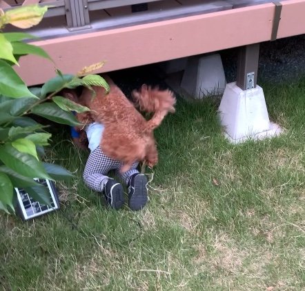 背中にのって止めようとする犬（提供：pontagon0518さん）