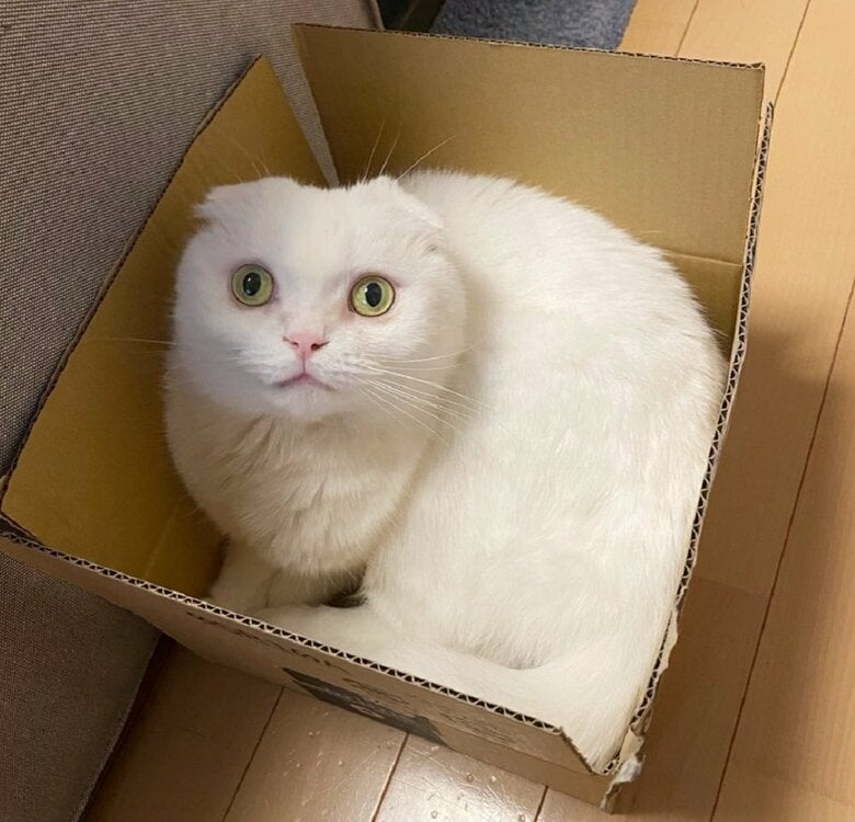 段ボール箱にすっぽり