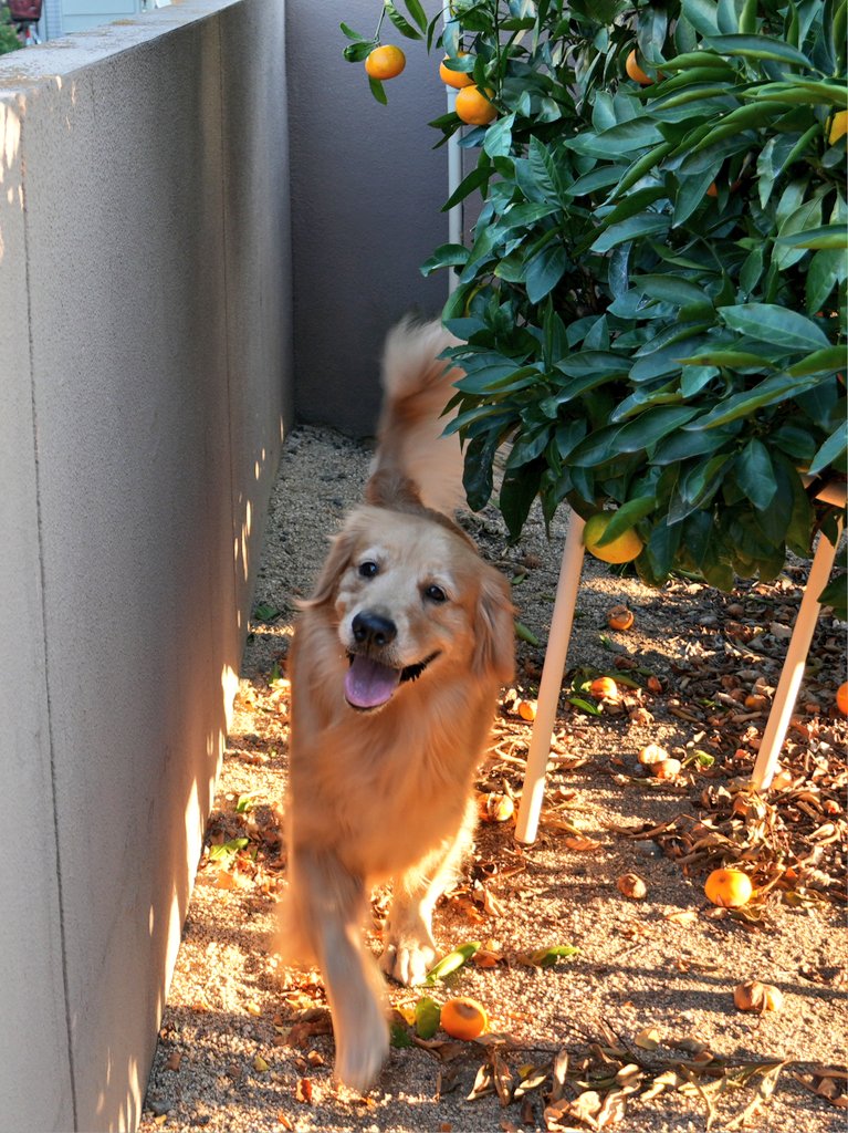 提供：Charlotte@ゴールデンレトリバーさん