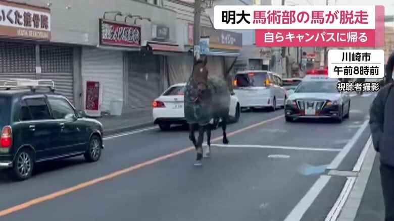 逃げ出した馬をパトカーが追跡