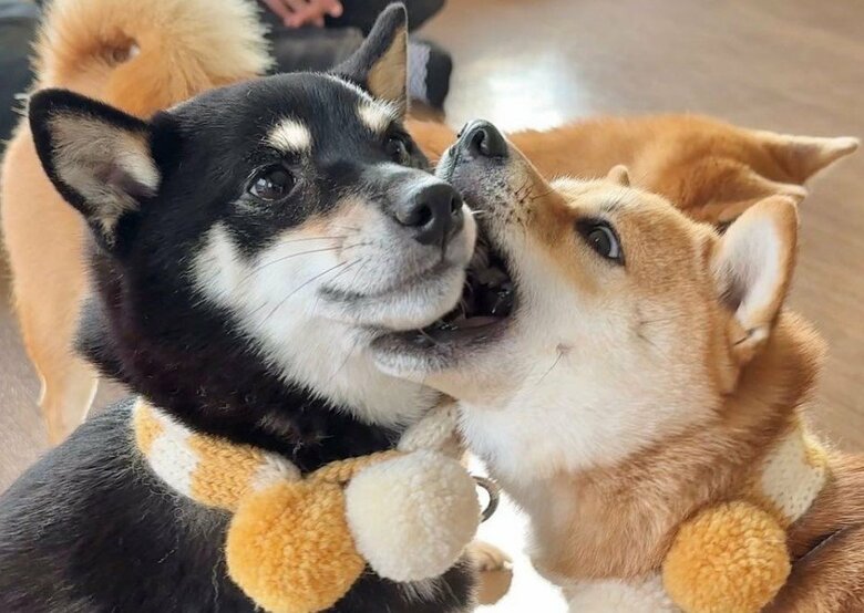 提供：豆柴あさのんさん