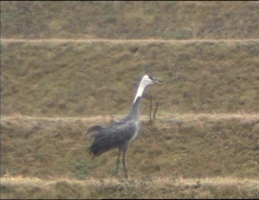 鳴く黒太郎の姿