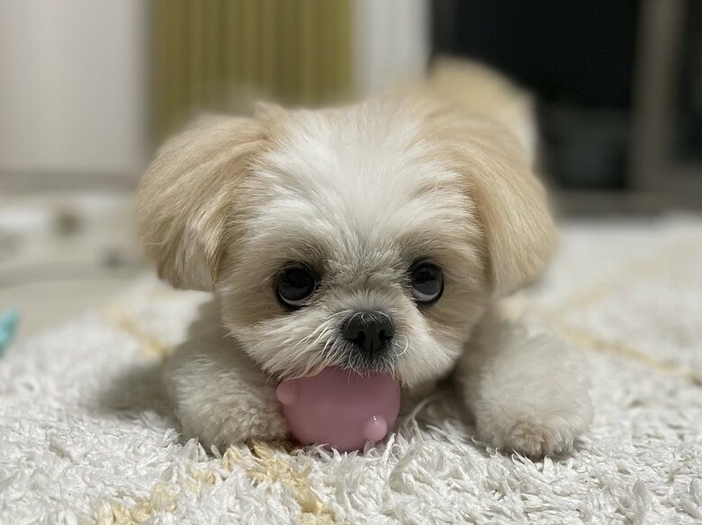 警戒の上目遣い