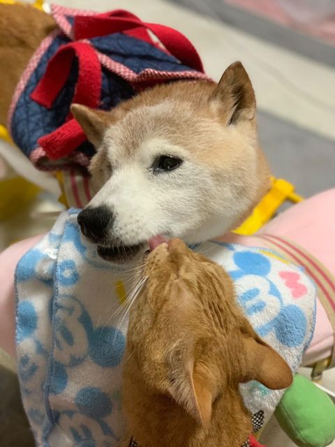 エンくんがシニアになってからのちまきくん（提供：エンとちぃさん）