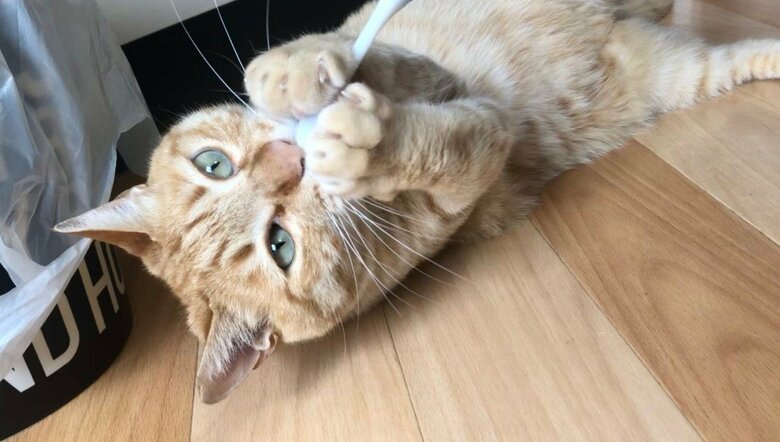 提供：あずきなこさん