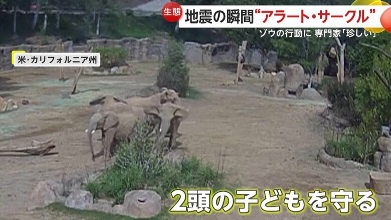 子どもを中心に取り囲む大人のゾウたち（SAN DIEGO ZOO WILDLIFE ALLIANCE）