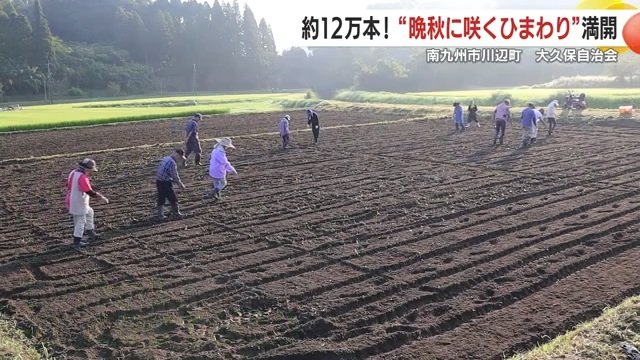8月末から4回に分けて種まきを行った