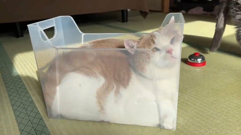 狭いところが好きなてんぷら（提供：みかんとじろうさんちさん）