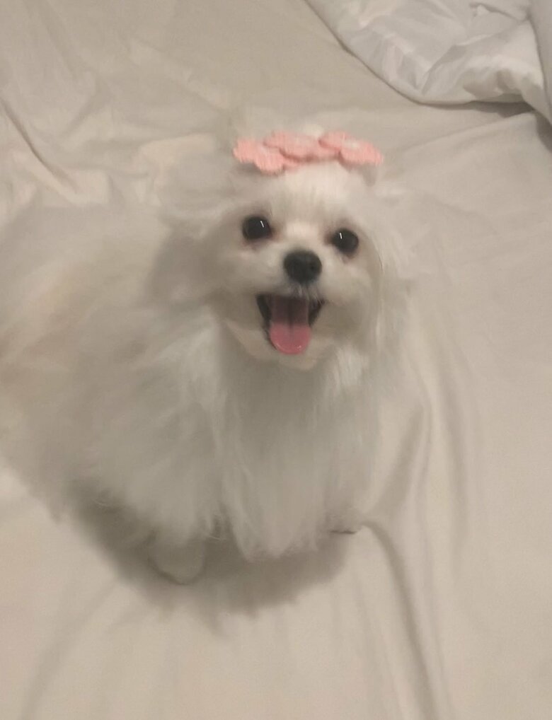 提供：かわいーぬさん