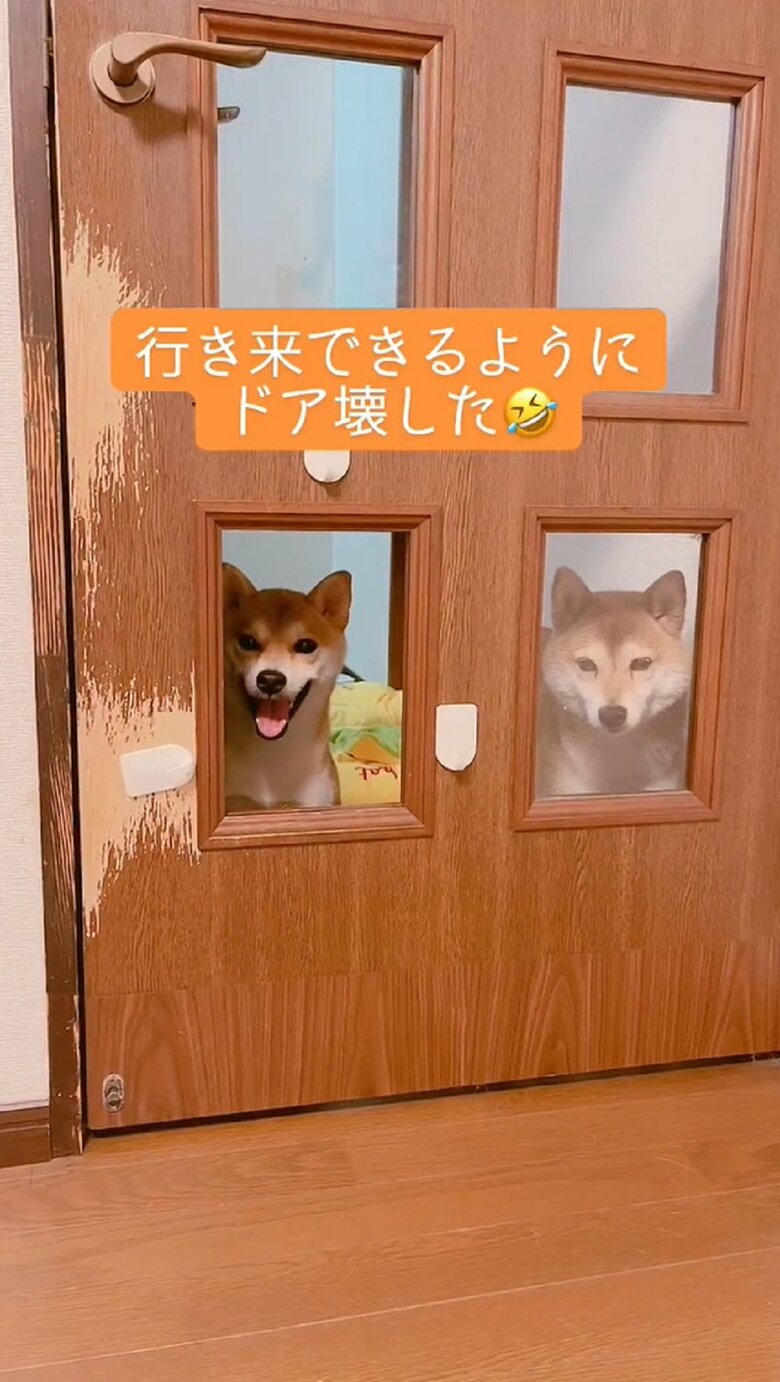 扉の向こうから見つめてくる2匹（左：ミントちゃん　右：ムックくん）