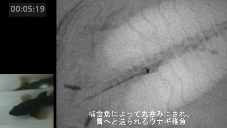 提供：長崎大学 長谷川悠波、河端雄毅