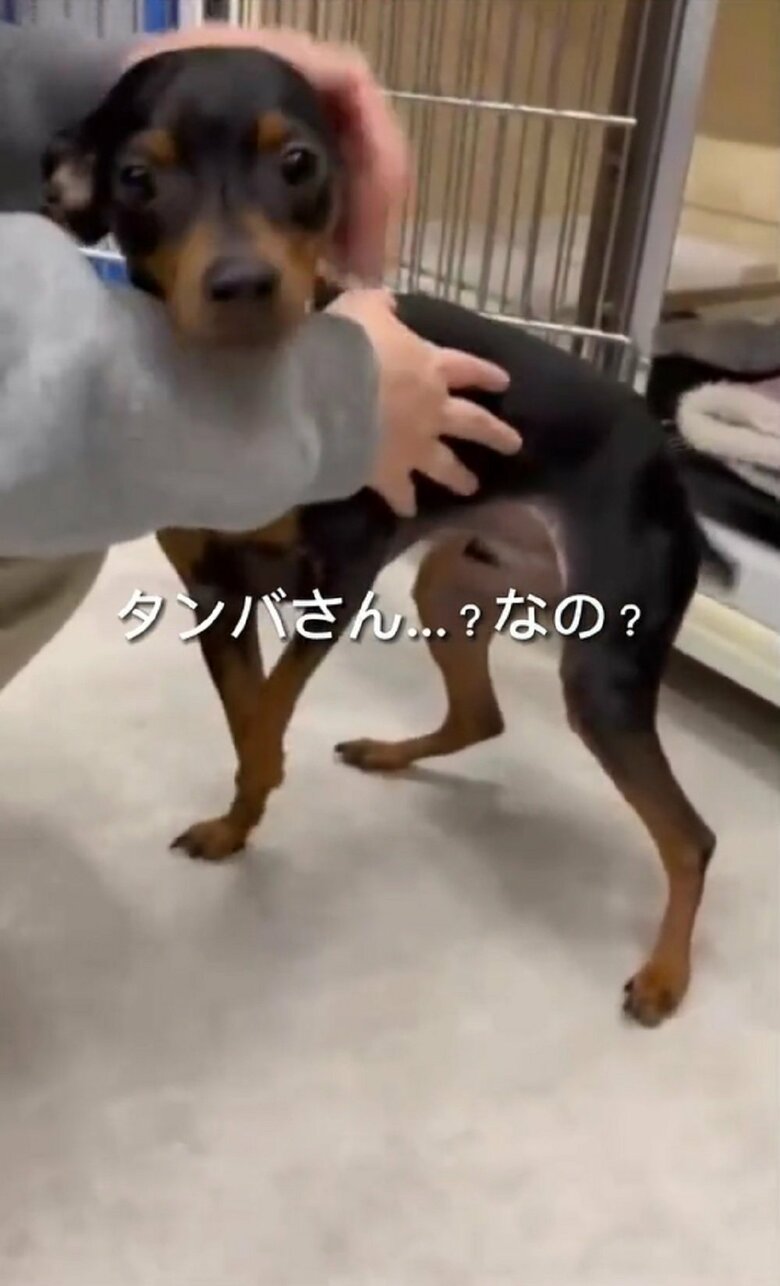 「タンバさん…？なの？」