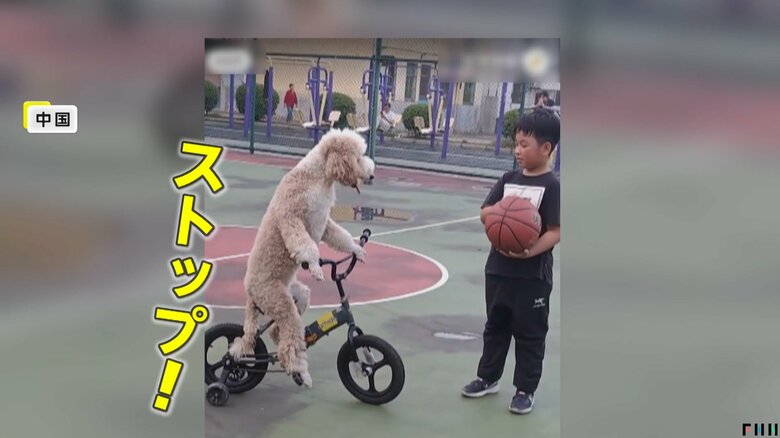 子どもの前ではきっちりストップし、自転車を乗りこなす「来福」
