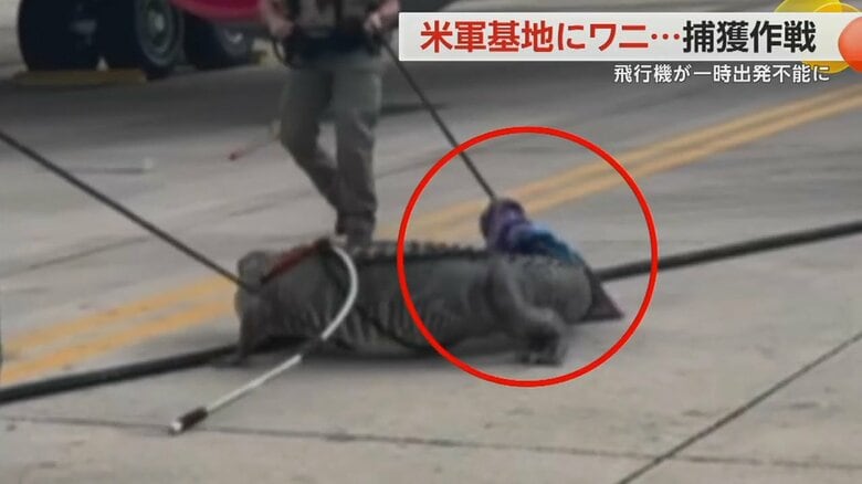 頭に布を被せ、体にロープをくくりつけられたワニ