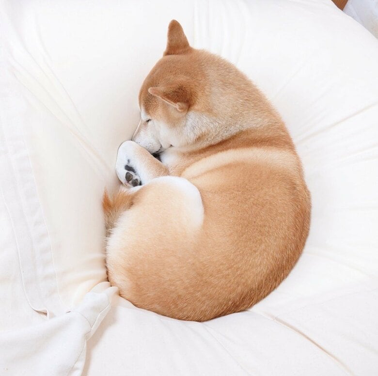 提供：柴犬チャーミーさん