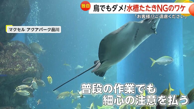 普段の作業の際も魚をびっくりさせないよう、細心の注意を払っているという