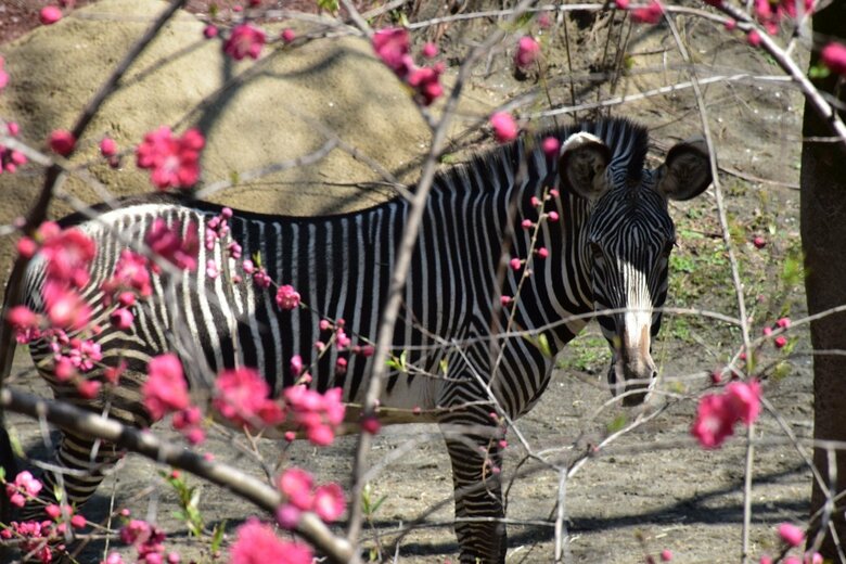 多摩動物公園ではシマウマも飼育（画像提供：「多摩動物公園のTwitterより」）