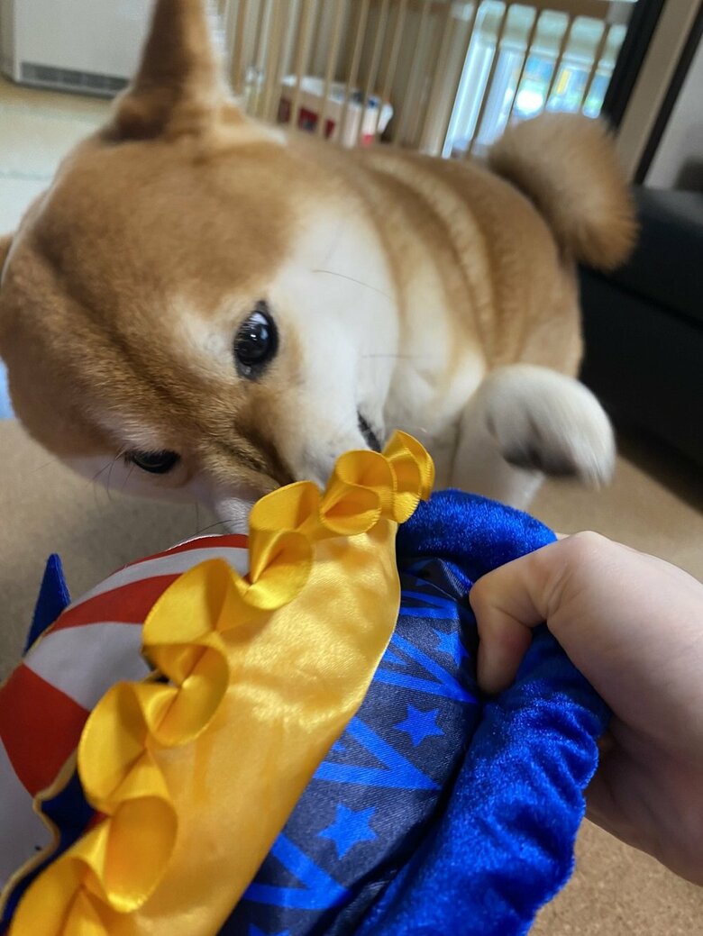 おもちゃで遊んでいる